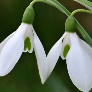 Meet your Posher, Angel